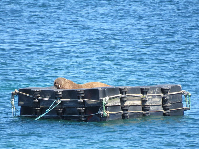 Netizens Can’t Get Enough Of This Walrus Who Was Given His Own Raft So He Would Stop Sinking Boats Netizens Can’t Get Enough Of This Walrus Who Was Given His Own Raft So He Would Stop Sinking Boats
