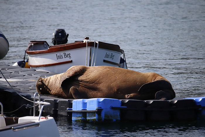 Netizens Can’t Get Enough Of This Walrus Who Was Given His Own Raft So He Would Stop Sinking Boats Netizens Can’t Get Enough Of This Walrus Who Was Given His Own Raft So He Would Stop Sinking Boats
