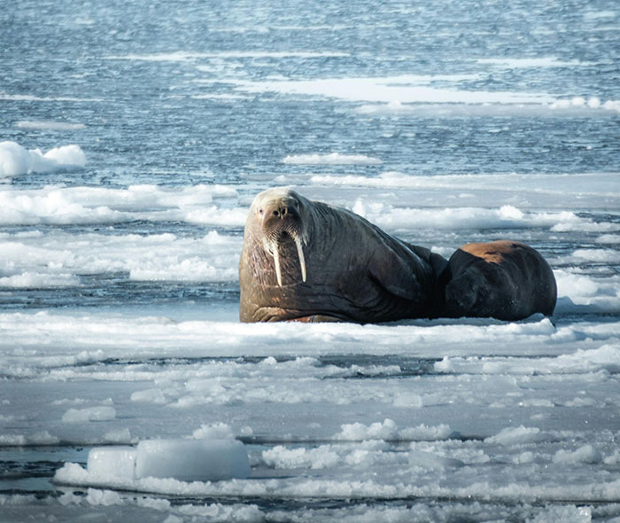 Netizens Can’t Get Enough Of This Walrus Who Was Given His Own Raft So He Would Stop Sinking Boats Netizens Can’t Get Enough Of This Walrus Who Was Given His Own Raft So He Would Stop Sinking Boats