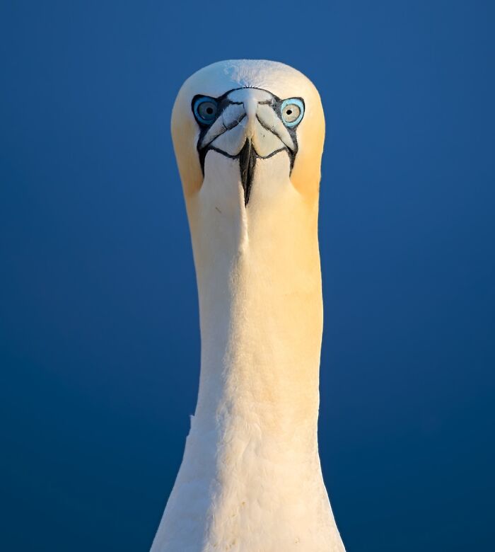 If You’re A Wildlife Enthusiast, You Might Love These 30 Photos Shared By One Eyeland If You’re A Wildlife Enthusiast, You Might Love These 30 Photos Shared By One Eyeland