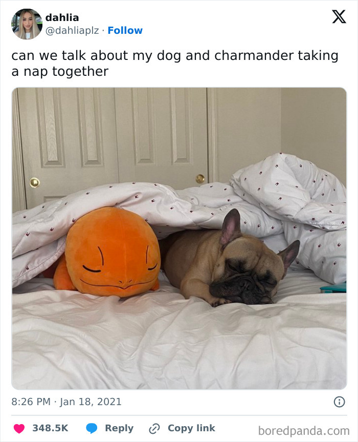 50 Of The Most Hilarious, Cute And Wholesome Posts On X About Dogs 50 Of The Most Hilarious, Cute And Wholesome Posts On X About Dogs