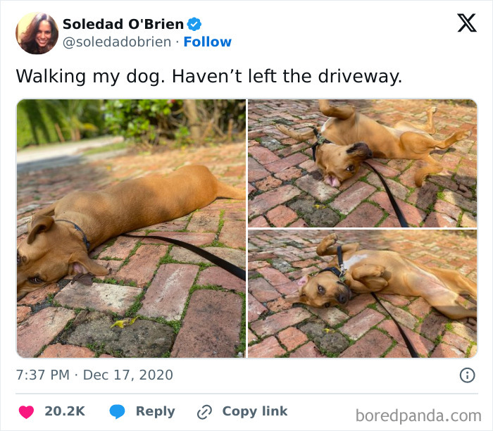 50 Of The Most Hilarious, Cute And Wholesome Posts On X About Dogs 50 Of The Most Hilarious, Cute And Wholesome Posts On X About Dogs