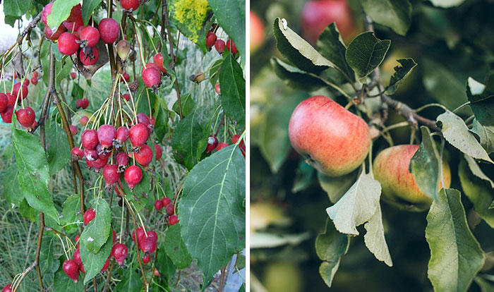 Here Are 14 Photos Of Fruits And Veggies Before And After Humans Domesticated Them Here Are 14 Photos Of Fruits And Veggies Before And After Humans Domesticated Them