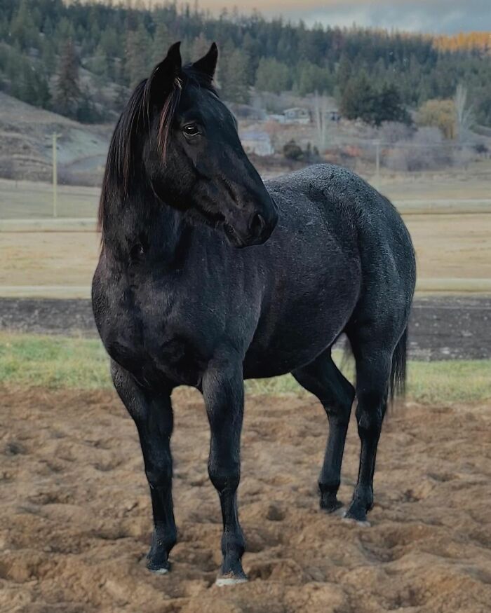 A Special Bond Between A Rescue Horse And His Owner’s Fiancé Is Melting Hearts On The Internet A Special Bond Between A Rescue Horse And His Owner’s Fiancé Is Melting Hearts On The Internet