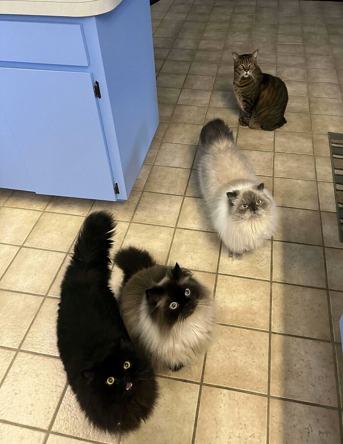 “The Council Requires Snackies”: 50 Hilarious Pics Of Cats Grouping Together “The Council Requires Snackies”: 50 Hilarious Pics Of Cats Grouping Together