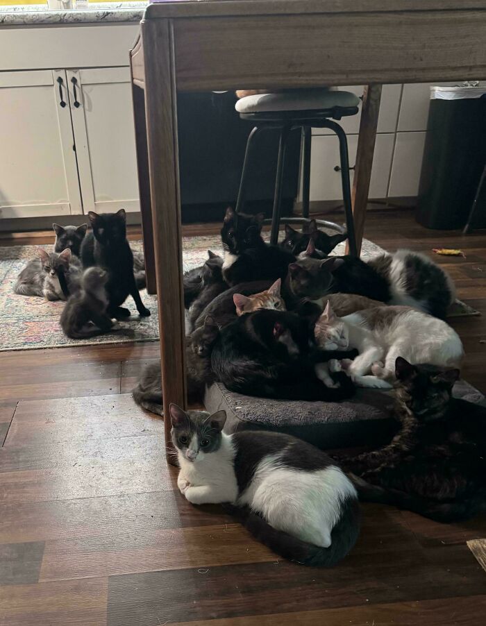 “The Council Requires Snackies”: 50 Hilarious Pics Of Cats Grouping Together “The Council Requires Snackies”: 50 Hilarious Pics Of Cats Grouping Together