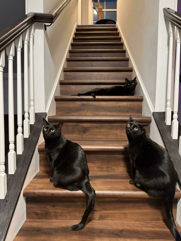 “The Council Requires Snackies”: 50 Hilarious Pics Of Cats Grouping Together “The Council Requires Snackies”: 50 Hilarious Pics Of Cats Grouping Together