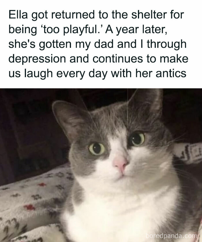50 Cat Pics From The Online Group Dedicated To Raising People’s Spirits One Kitty At A Time