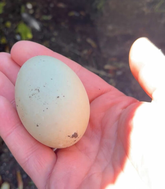 Man Found An Abandoned Egg And Decided To Take It Home, Hatching A New Friendship Man Found An Abandoned Egg And Decided To Take It Home, Hatching A New Friendship