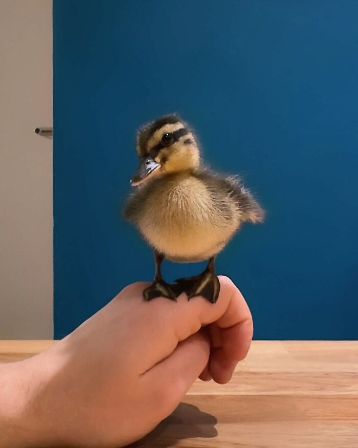 Man Found An Abandoned Egg And Decided To Take It Home, Hatching A New Friendship Man Found An Abandoned Egg And Decided To Take It Home, Hatching A New Friendship