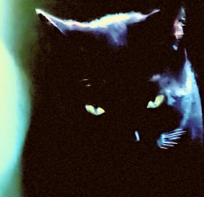 Hey Pandas, Show Me Your Pet’s Eyes (Closed)