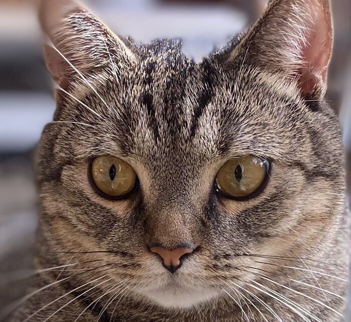 Hey Pandas, Show Me Your Pet’s Eyes (Closed)