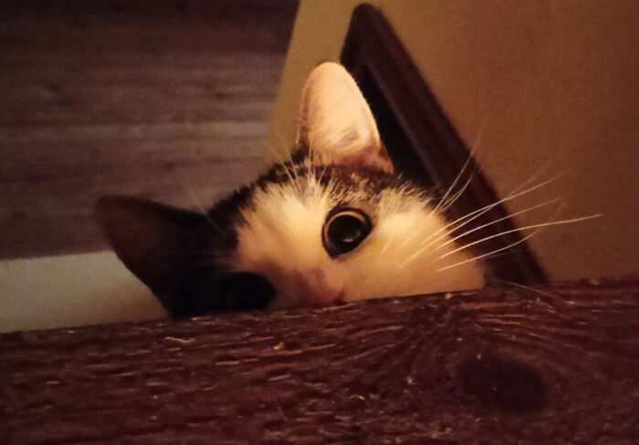 Hey Pandas, Show Me Your Pet’s Eyes (Closed)