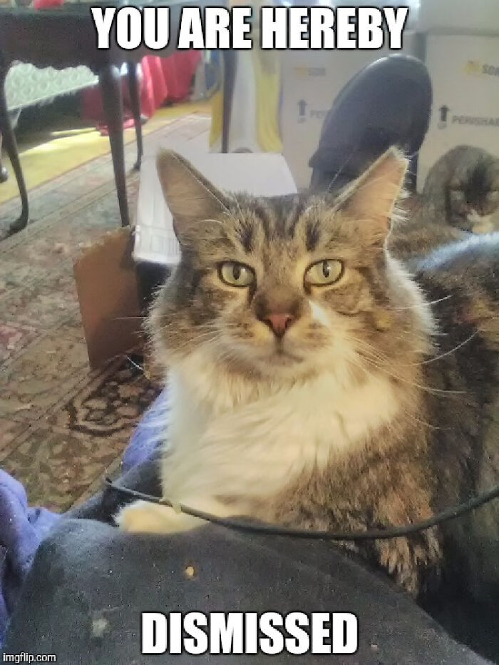 Hey Pandas, Show Me Your Pet’s Eyes (Closed)