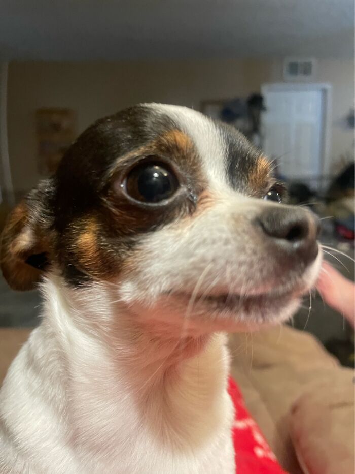 Hey Pandas, Show Me Your Pet’s Eyes (Closed)