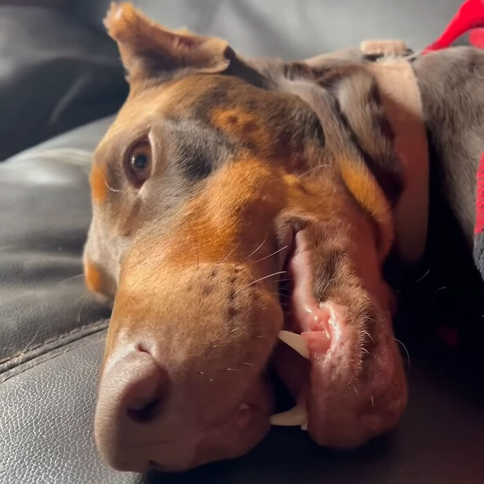 16 Dogs And Their Hilarious Habits That Remind Us Just How Silly These Adorable Creatures Are 16 Dogs And Their Hilarious Habits That Remind Us Just How Silly These Adorable Creatures Are