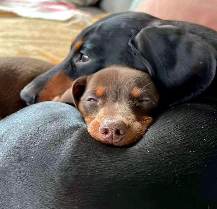152 Photos That Prove Sausage Dogs Are The Cutest 152 Photos That Prove Sausage Dogs Are The Cutest