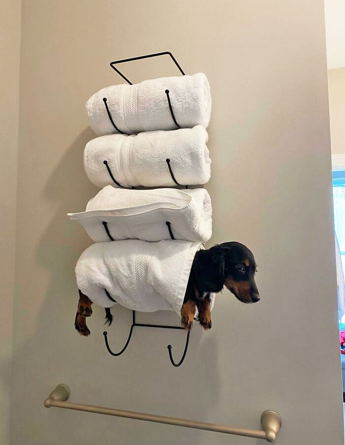 152 Photos That Prove Sausage Dogs Are The Cutest 152 Photos That Prove Sausage Dogs Are The Cutest
