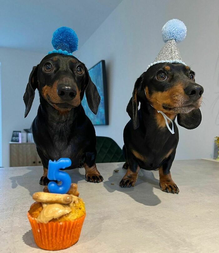 152 Photos That Prove Sausage Dogs Are The Cutest 152 Photos That Prove Sausage Dogs Are The Cutest
