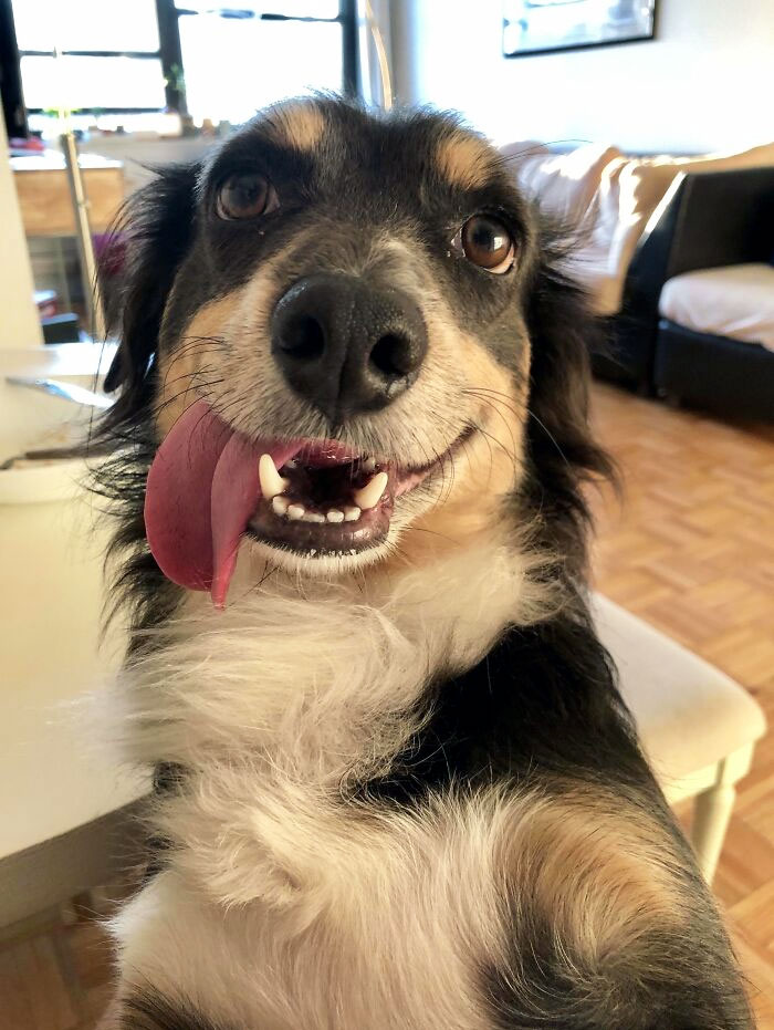 152 Photos That Prove Sausage Dogs Are The Cutest 152 Photos That Prove Sausage Dogs Are The Cutest