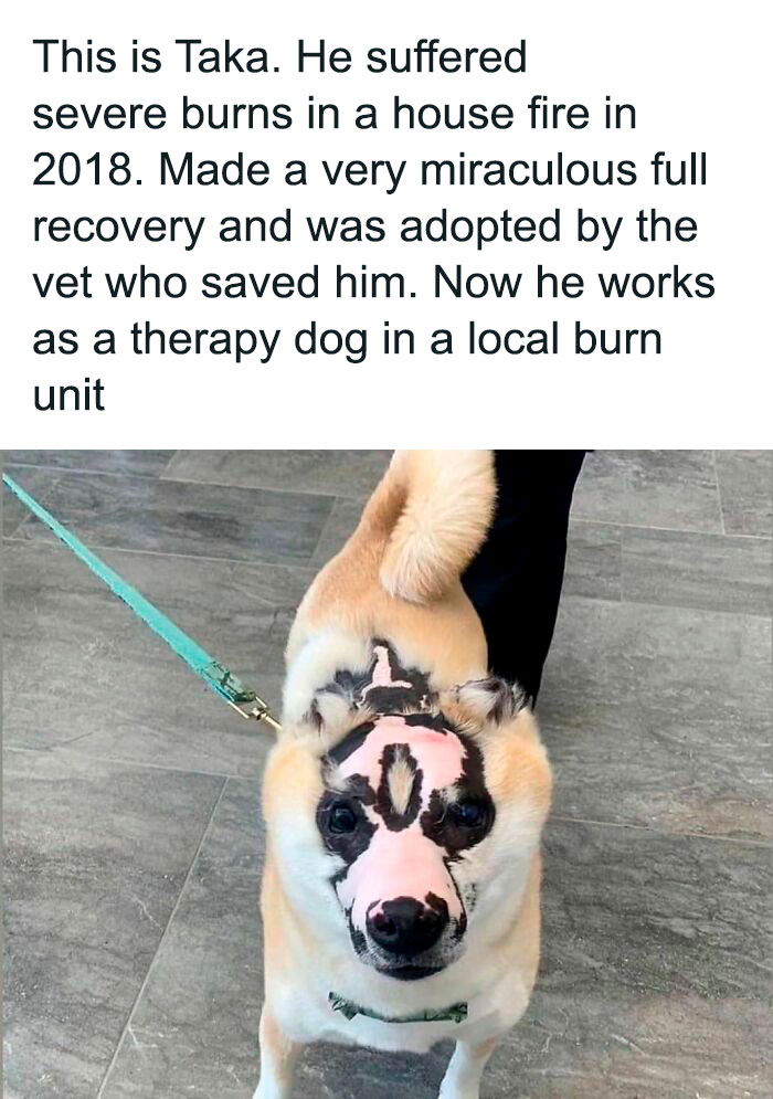 50 Hilarious Pics That Prove Why Dogs Are Man’s Best Friend 50 Hilarious Pics That Prove Why Dogs Are Man’s Best Friend