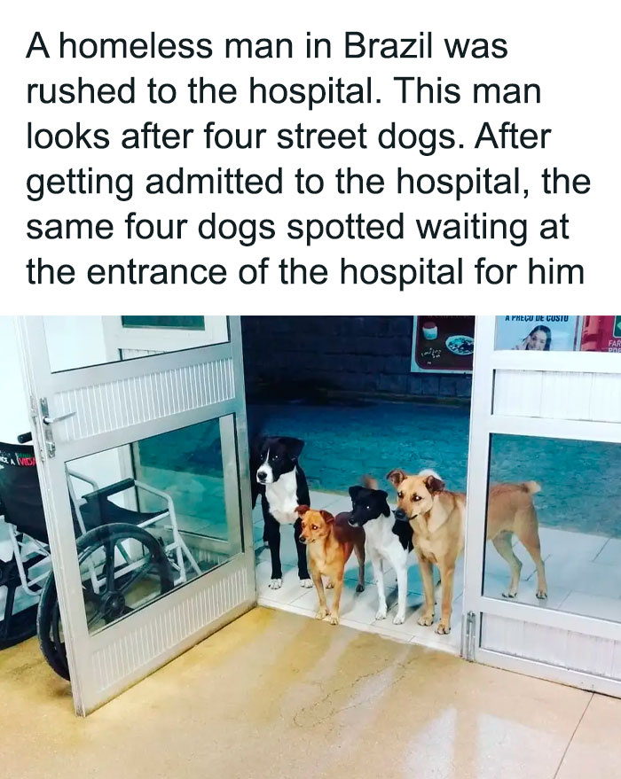 50 Hilarious Pics That Prove Why Dogs Are Man’s Best Friend 50 Hilarious Pics That Prove Why Dogs Are Man’s Best Friend