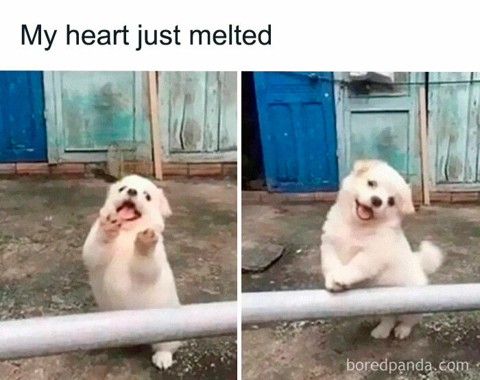 50 Random Memes That Have No Business Being This Funny 50 Random Memes That Have No Business Being This Funny