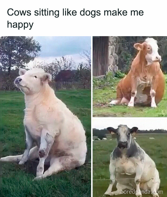 50 Random Memes That Have No Business Being This Funny