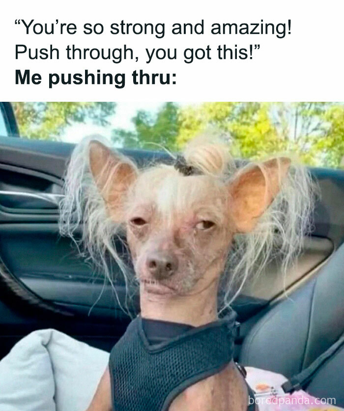 50 Random Memes That Have No Business Being This Funny