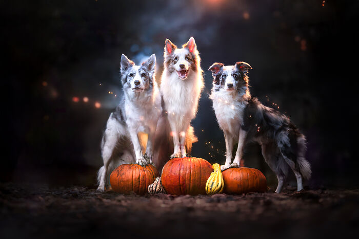 I’m A Photographer Who Captured 20 Spooky Yet Enchanting Dog Portraits I’m A Photographer Who Captured 20 Spooky Yet Enchanting Dog Portraits