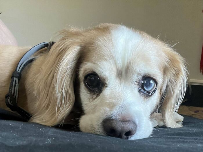 50 Adorable Pet Adoption Pictures To Make Your Day A Little Brighter (October Edition) 50 Adorable Pet Adoption Pictures To Make Your Day A Little Brighter (October Edition)