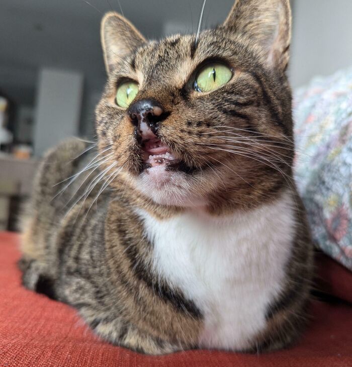 50 Adorable Pet Adoption Pictures To Make Your Day A Little Brighter (October Edition) 50 Adorable Pet Adoption Pictures To Make Your Day A Little Brighter (October Edition)