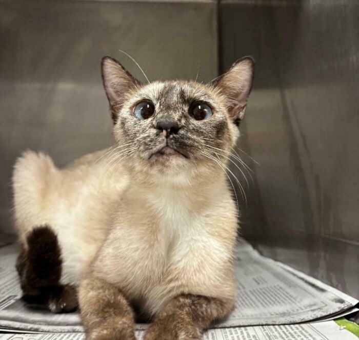 50 Adorable Pet Adoption Pictures To Make Your Day A Little Brighter (October Edition) 50 Adorable Pet Adoption Pictures To Make Your Day A Little Brighter (October Edition)