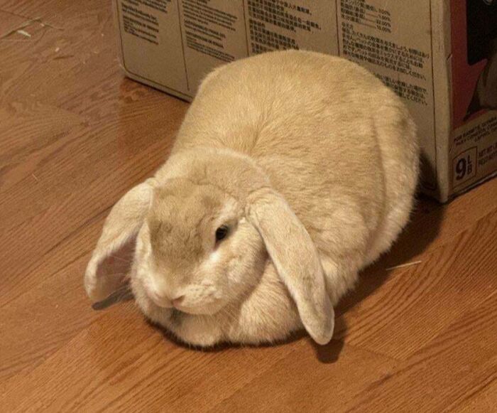 50 Adorable Pet Adoption Pictures To Make Your Day A Little Brighter (October Edition) 50 Adorable Pet Adoption Pictures To Make Your Day A Little Brighter (October Edition)