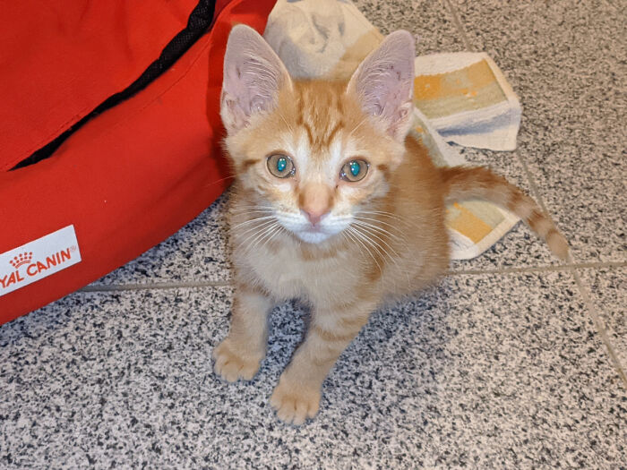 50 Adorable Pet Adoption Pictures To Make Your Day A Little Brighter (October Edition) 50 Adorable Pet Adoption Pictures To Make Your Day A Little Brighter (October Edition)