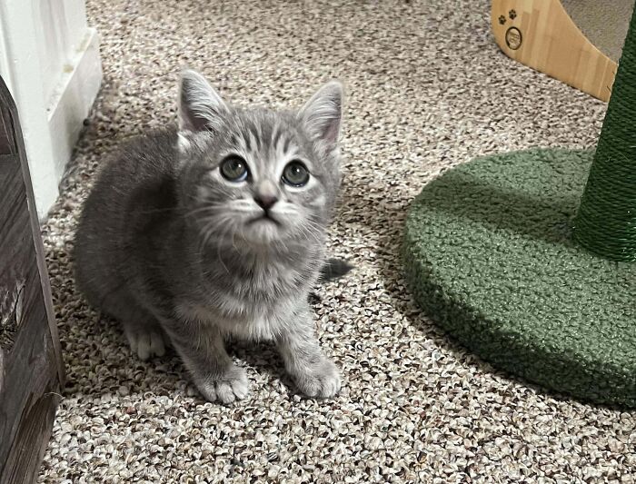 50 Adorable Pet Adoption Pictures To Make Your Day A Little Brighter (October Edition) 50 Adorable Pet Adoption Pictures To Make Your Day A Little Brighter (October Edition)