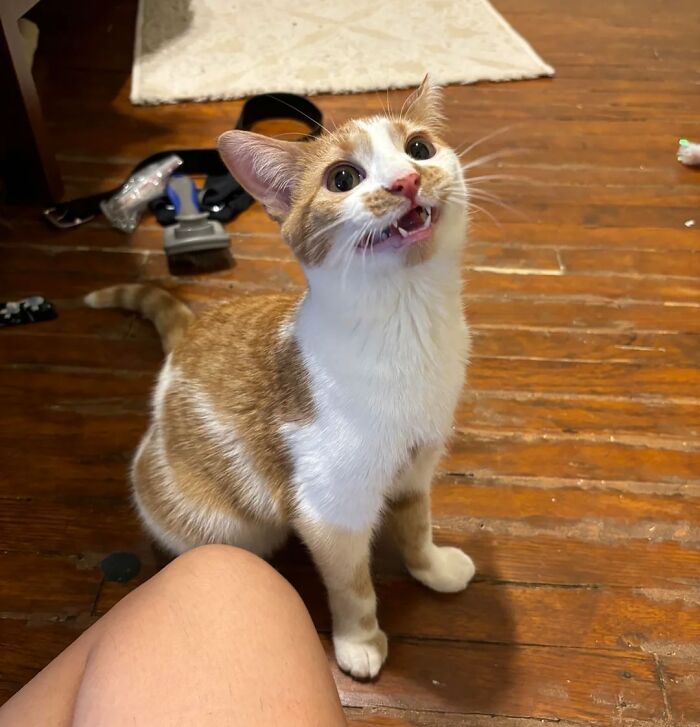 50 Adorable Pet Adoption Pictures To Make Your Day A Little Brighter (October Edition) 50 Adorable Pet Adoption Pictures To Make Your Day A Little Brighter (October Edition)