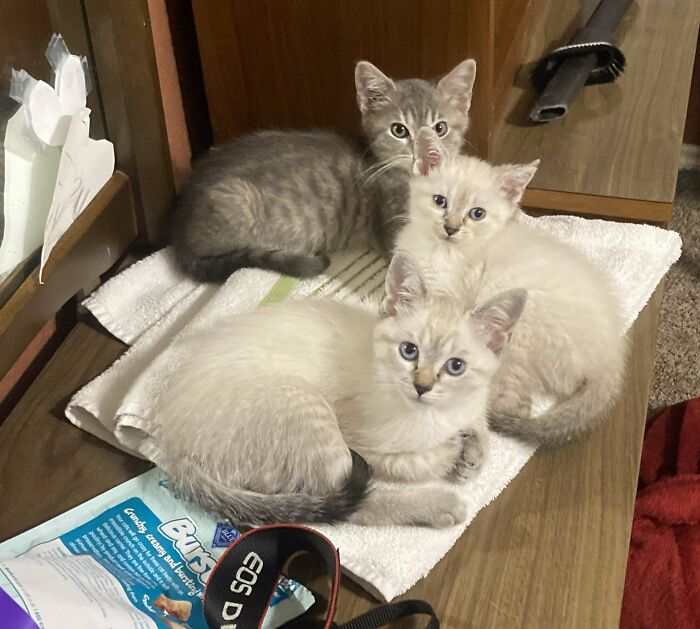 50 Adorable Pet Adoption Pictures To Make Your Day A Little Brighter (October Edition) 50 Adorable Pet Adoption Pictures To Make Your Day A Little Brighter (October Edition)