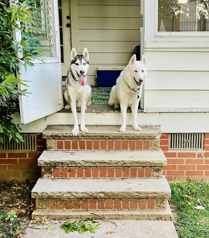 50 Adorable Pet Adoption Pictures To Make Your Day A Little Brighter (October Edition) 50 Adorable Pet Adoption Pictures To Make Your Day A Little Brighter (October Edition)