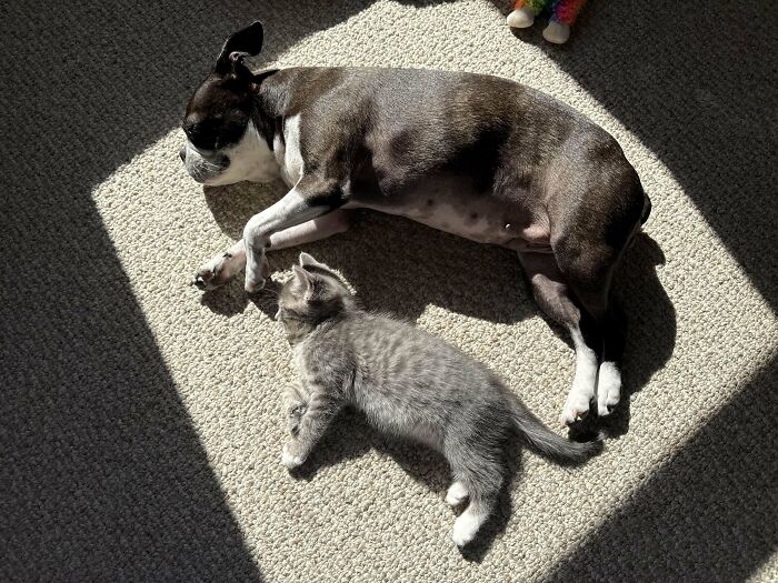 50 Adorable Pet Adoption Pictures To Make Your Day A Little Brighter (October Edition) 50 Adorable Pet Adoption Pictures To Make Your Day A Little Brighter (October Edition)