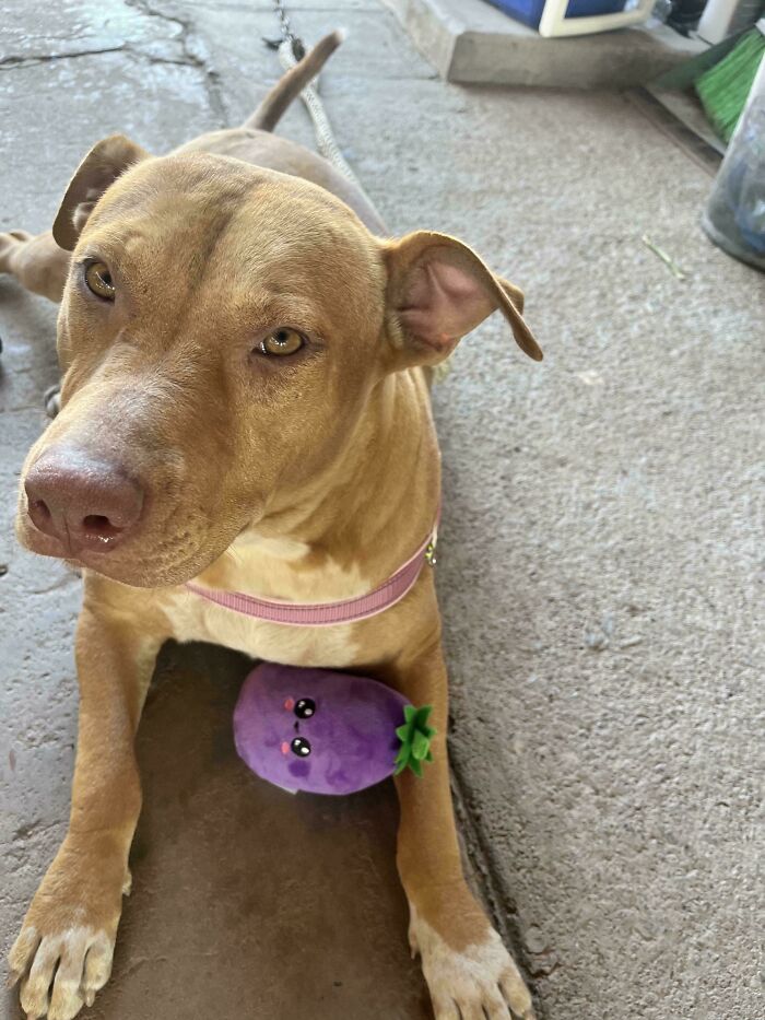 50 Adorable Pet Adoption Pictures To Make Your Day A Little Brighter (October Edition) 50 Adorable Pet Adoption Pictures To Make Your Day A Little Brighter (October Edition)