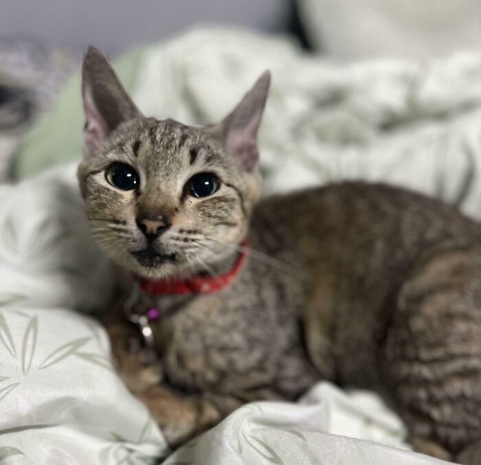 50 Adorable Pet Adoption Pictures To Make Your Day A Little Brighter (October Edition) 50 Adorable Pet Adoption Pictures To Make Your Day A Little Brighter (October Edition)