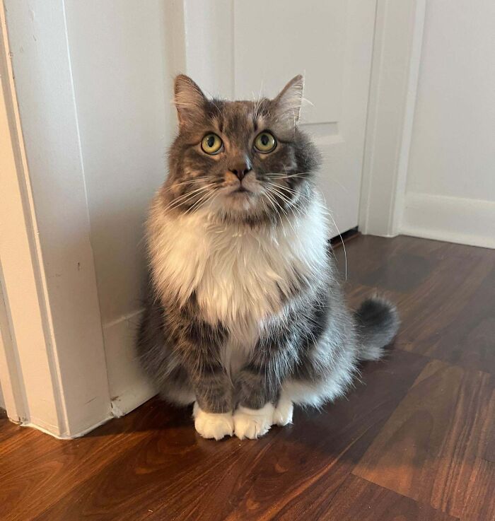 50 Adorable Pet Adoption Pictures To Make Your Day A Little Brighter (October Edition) 50 Adorable Pet Adoption Pictures To Make Your Day A Little Brighter (October Edition)