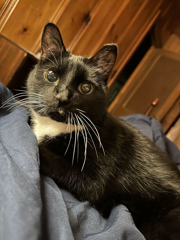 50 Adorable Pet Adoption Pictures To Make Your Day A Little Brighter (October Edition) 50 Adorable Pet Adoption Pictures To Make Your Day A Little Brighter (October Edition)