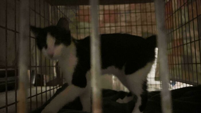 50 Adorable Pet Adoption Pictures To Make Your Day A Little Brighter (October Edition) 50 Adorable Pet Adoption Pictures To Make Your Day A Little Brighter (October Edition)