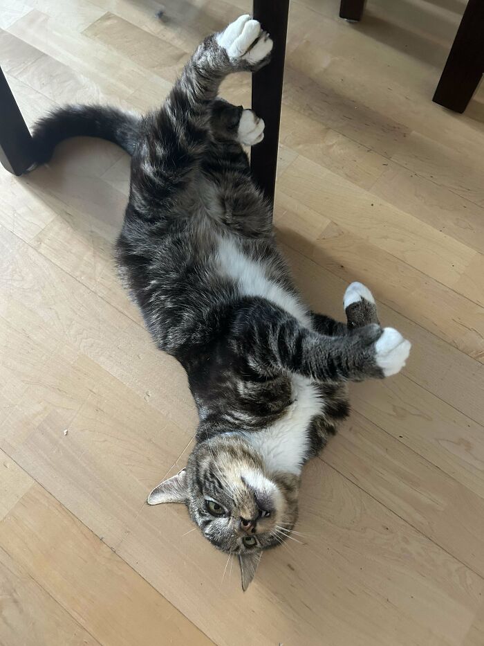 50 Adorable Pet Adoption Pictures To Make Your Day A Little Brighter (October Edition) 50 Adorable Pet Adoption Pictures To Make Your Day A Little Brighter (October Edition)