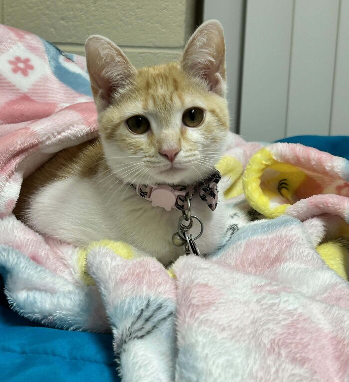 50 Adorable Pet Adoption Pictures To Make Your Day A Little Brighter (October Edition) 50 Adorable Pet Adoption Pictures To Make Your Day A Little Brighter (October Edition)