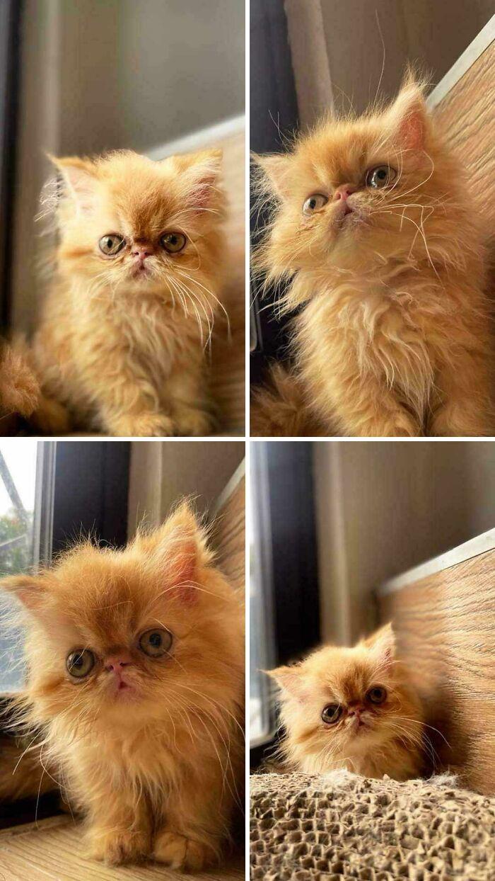 50 Adorable Pet Adoption Pictures To Make Your Day A Little Brighter (October Edition) 50 Adorable Pet Adoption Pictures To Make Your Day A Little Brighter (October Edition)