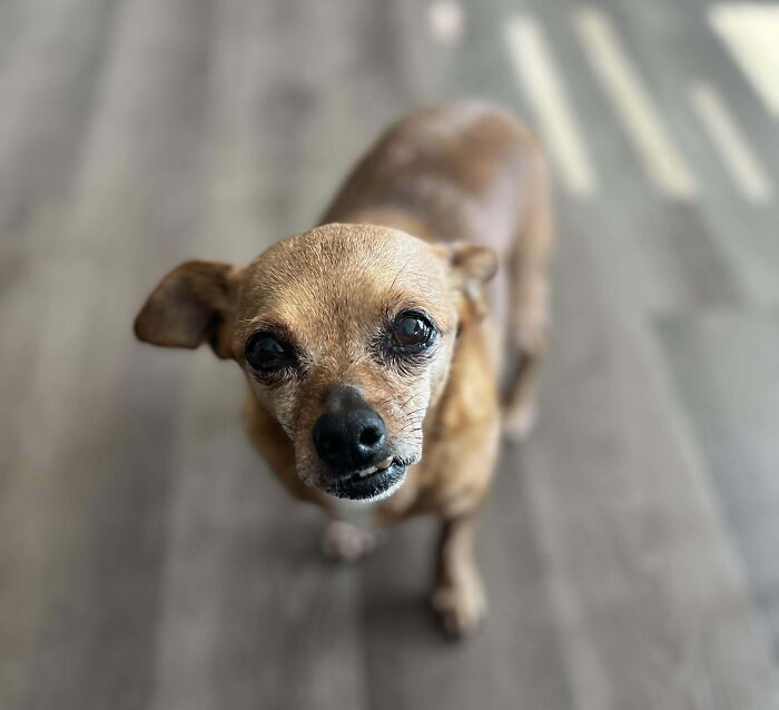 50 Adorable Pet Adoption Pictures To Make Your Day A Little Brighter (October Edition) 50 Adorable Pet Adoption Pictures To Make Your Day A Little Brighter (October Edition)