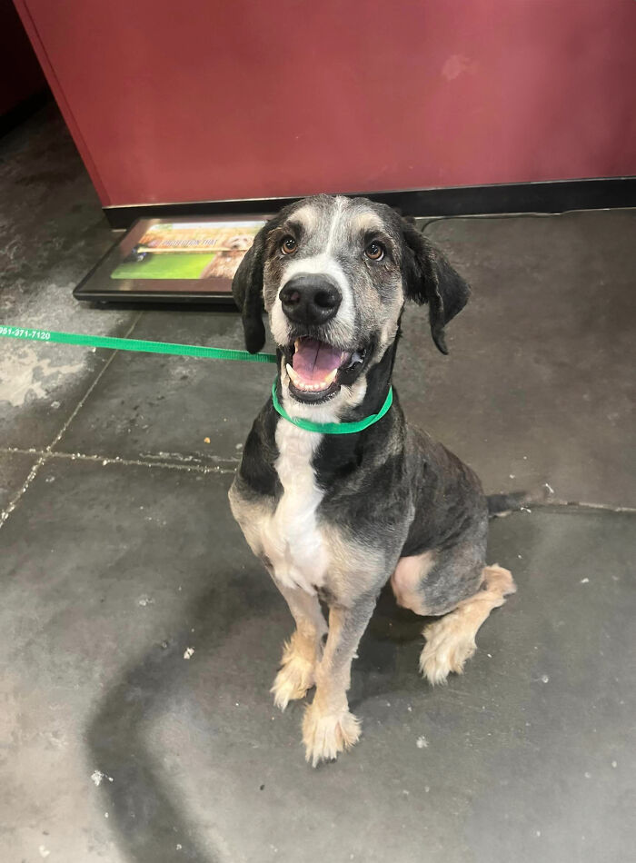 Neighbors Teamed Up To Save A Giant, Abandoned Dog And Then Gave Him A Stunning Makeover Neighbors Teamed Up To Save A Giant, Abandoned Dog And Then Gave Him A Stunning Makeover